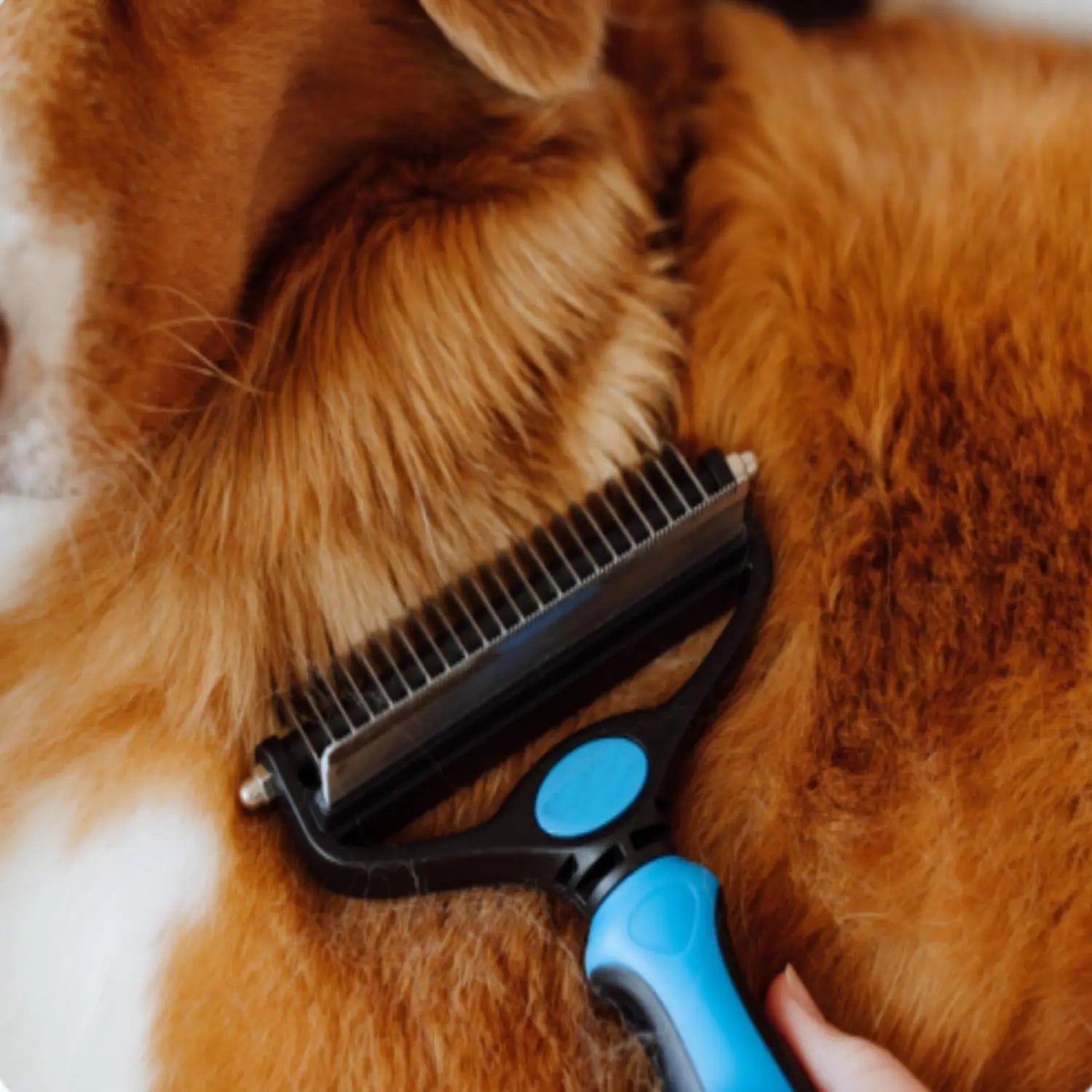 Pet Grooming Brush, Double-Sided Shedding and Deshedding Bottom Rake for Dogs and Cats, Extra-Wide Dog Grooming Brush, Pet Grooming Tool, Self Grooming Brush, Christmas Pet Supplies Gift